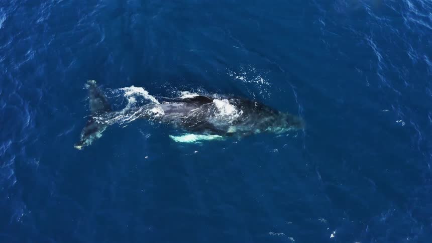 Whale floating under the surface of the blue ocean water