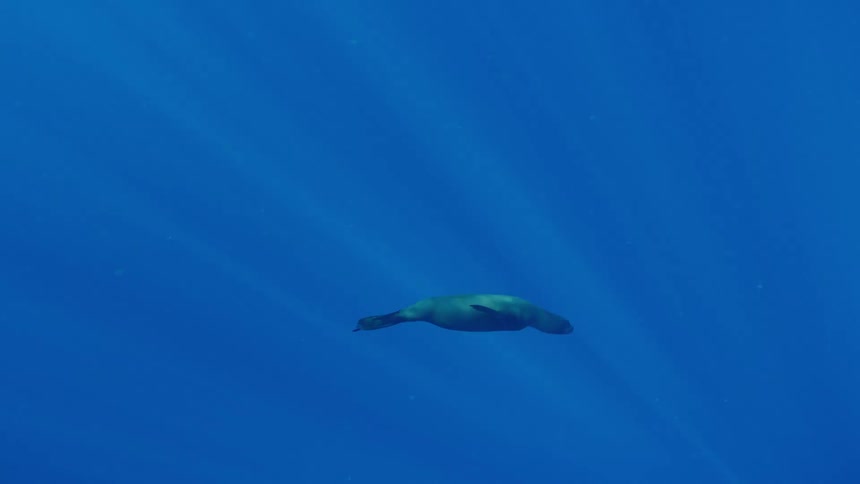 A seal dives around and swims underwater