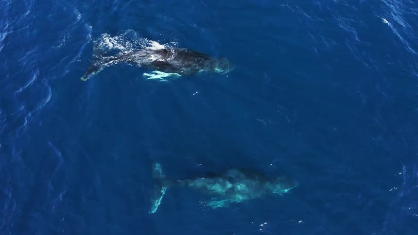 A view of whales that are swimming in the ocean