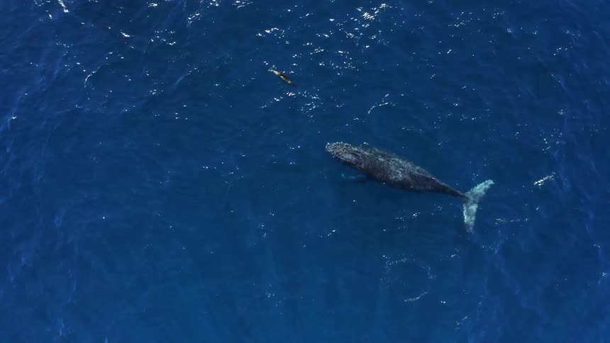 Whales floating under the surface of the blue ocean waters
