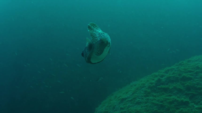 Fish swimming over the rocks on the green ocean waters