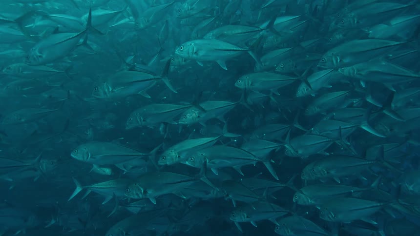 The ocean underwater with school of fishes swimming