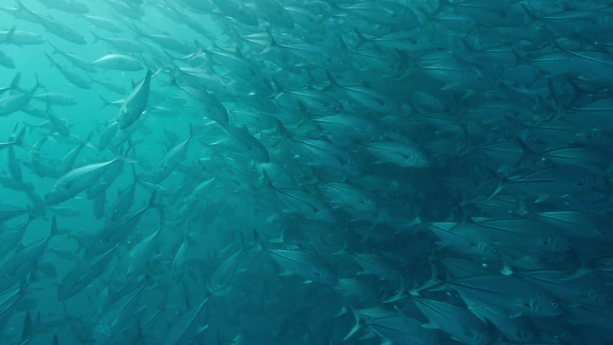 Underwater in the ocean with school of fish