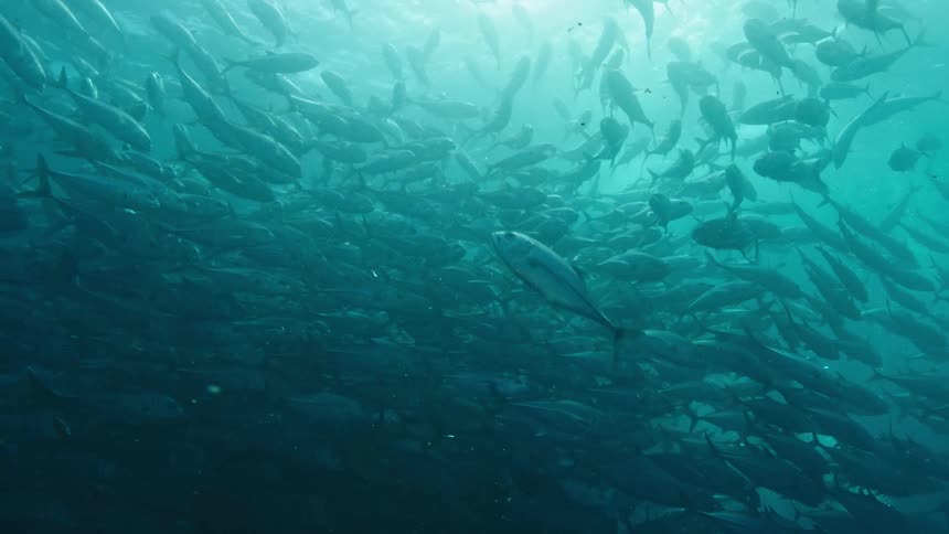 School of tuna fish swimming in the green ocean waters