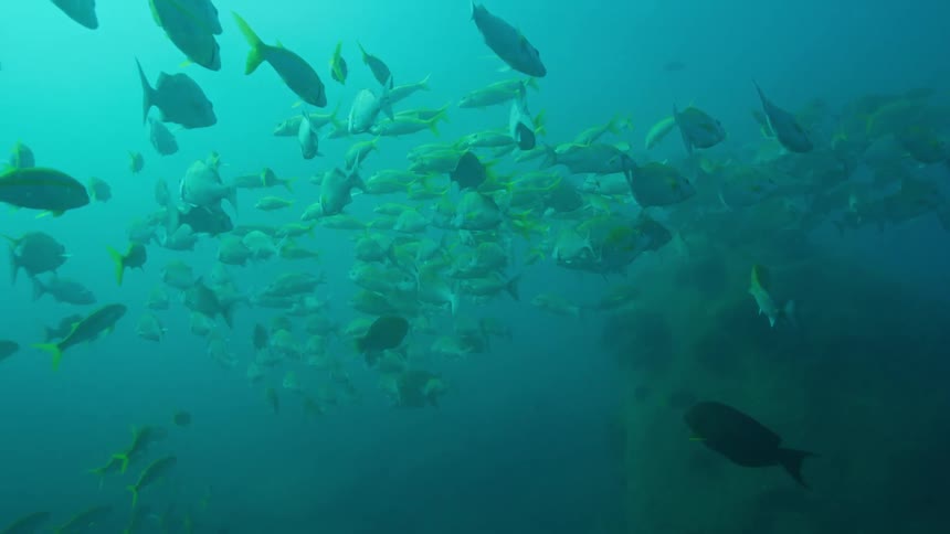 Dozens of fish with yellow fins swim together underwater