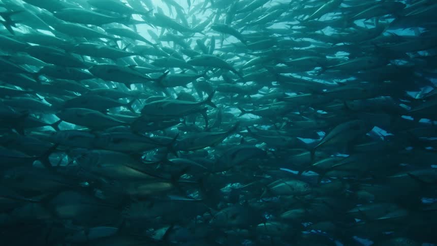 Underwater in the ocean with school of fish