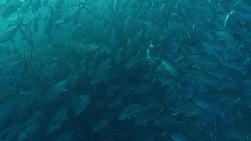 School of fish swimming on the green ocean waters