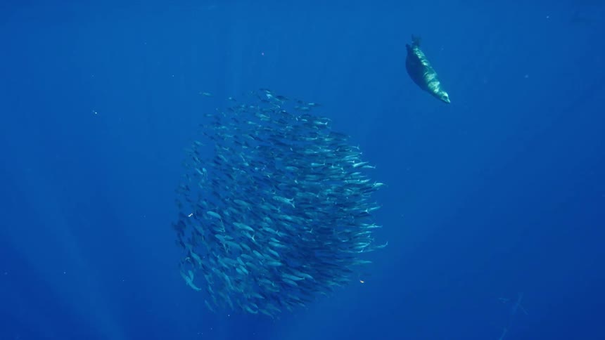 The ocean underwater with schools of fishes and a seal