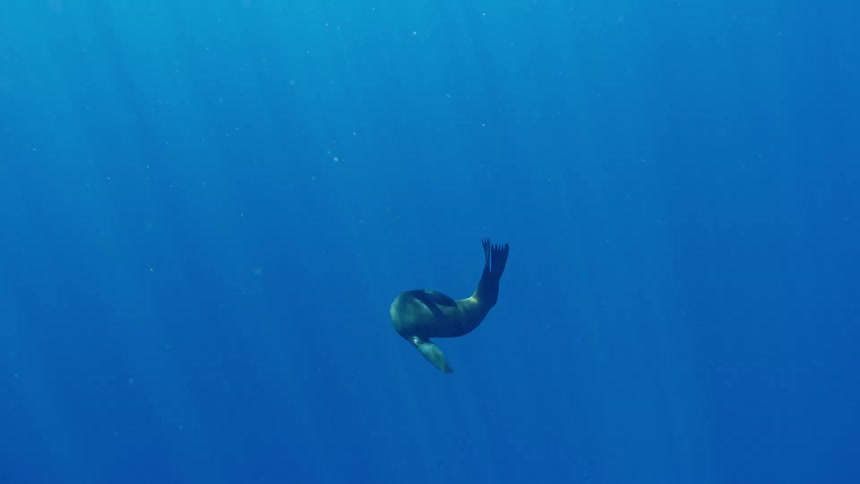 Grey seal swims in the sea water