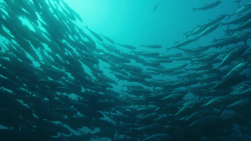 School of tuna fish swimming in the green ocean waters