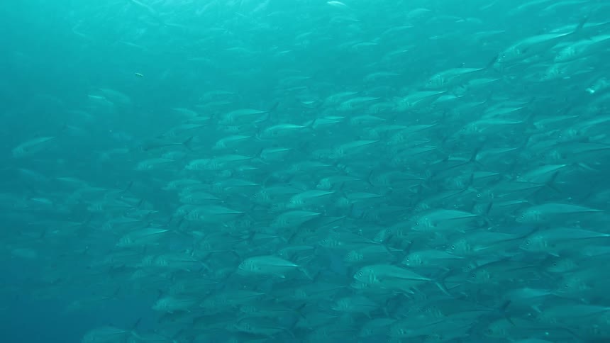 A large school of fish are swimming