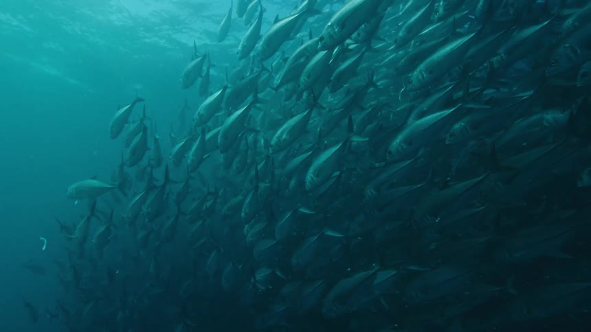 Hundreds of large silver fish swim underwater while packed it close together