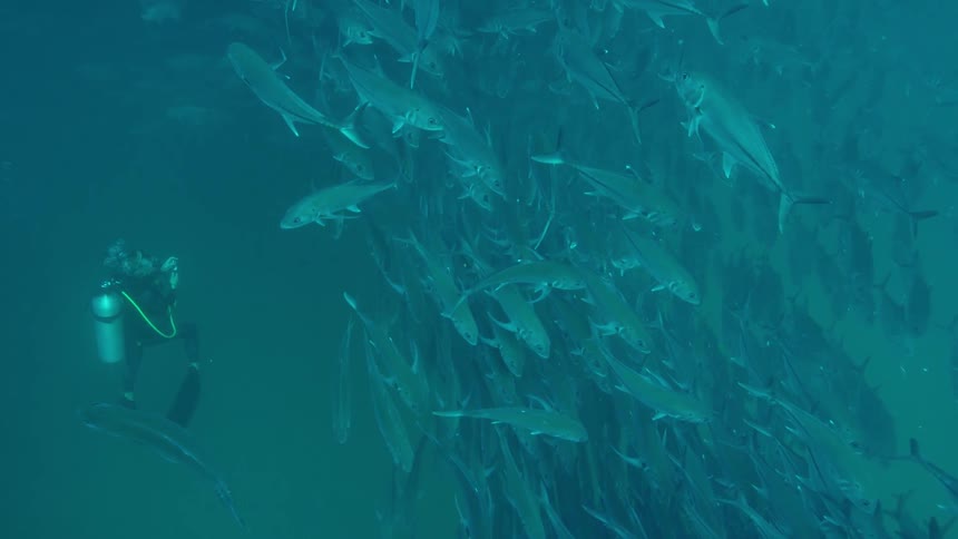 A diver is photographing a large school of fish
