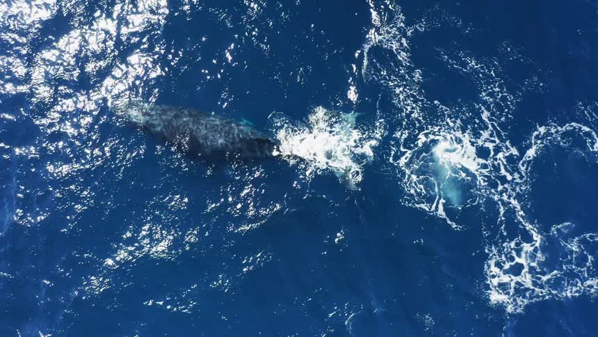 Whales floating under the surface of the blue ocean waters