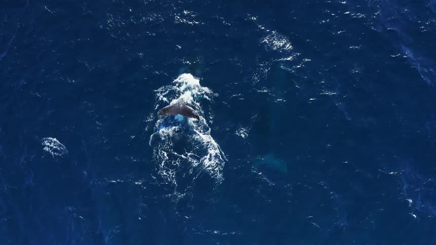 Whale submerges under the surface of the blue ocean waters
