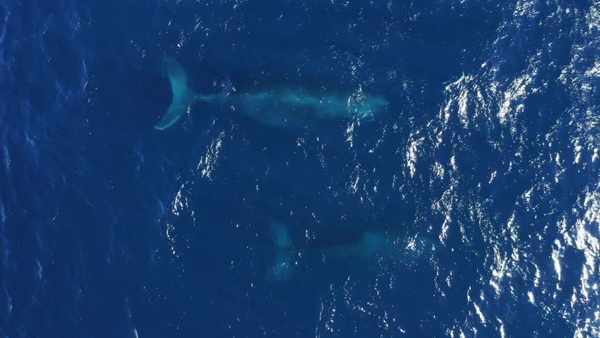 A view of whales swimming in the ocean