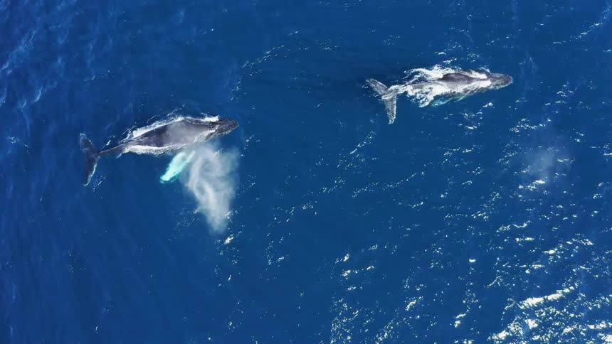 An aerial view of whales in an ocean