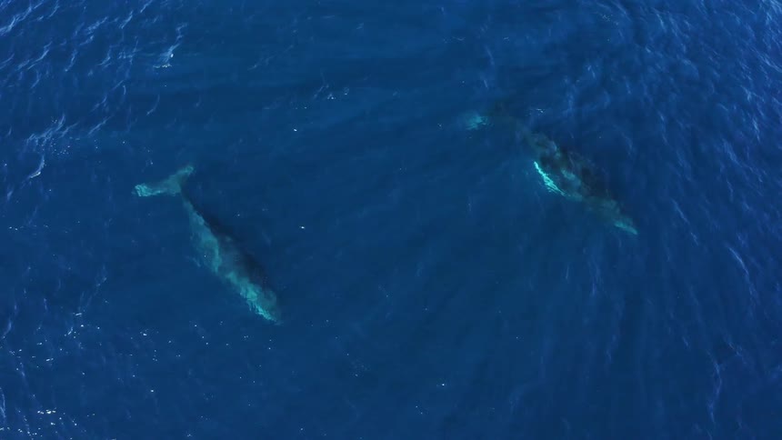 An ocean with rippling waters with two whales