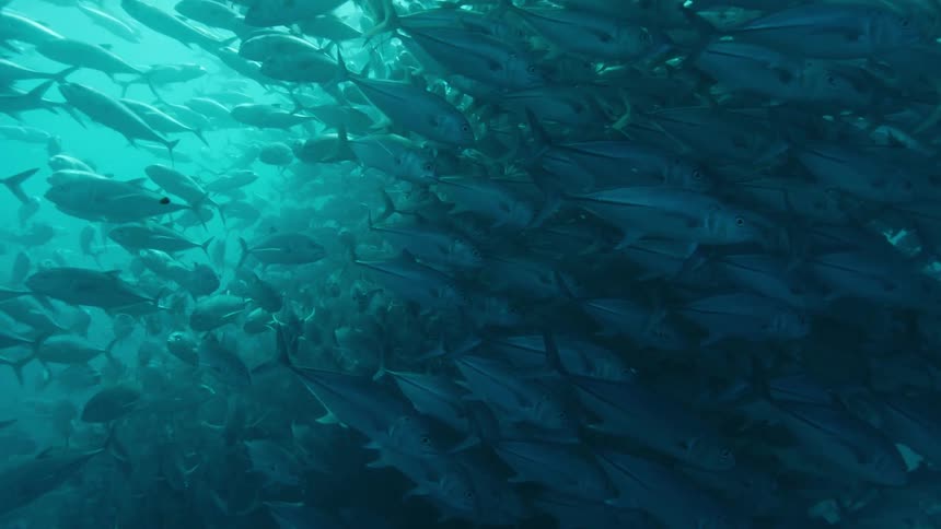 A large school of fish are swimming