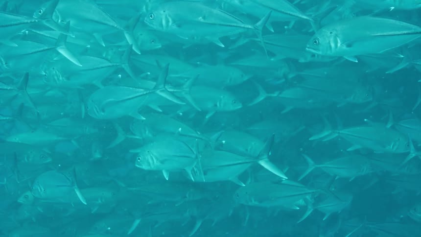 Hundreds of medium sized fish swim close together underwater