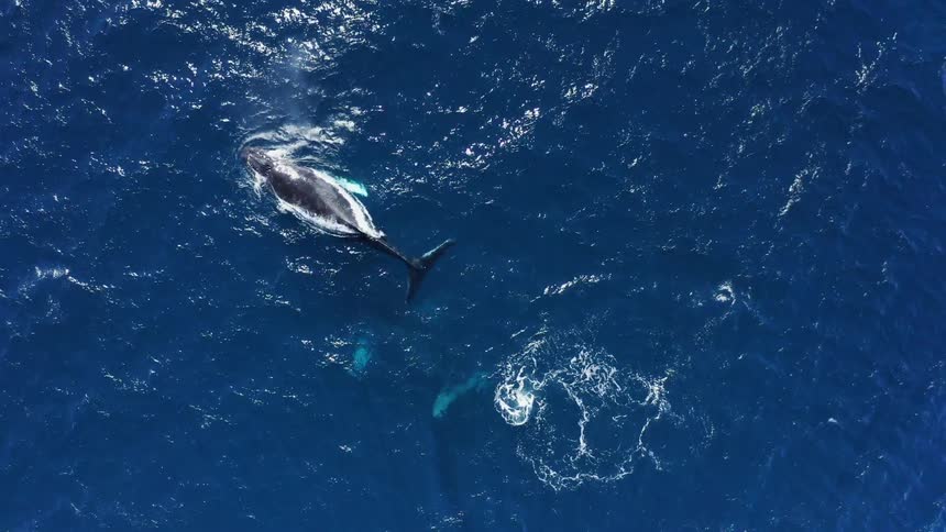 Whales floating under the surface of the blue ocean waters