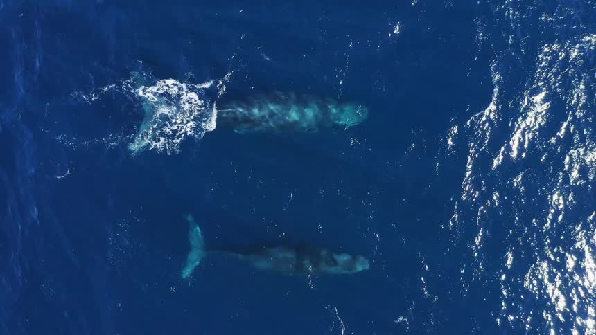 A dolphin leaves waves in the ocean as it flaps its tail upward