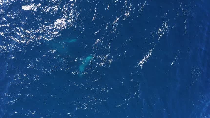 A whale swimming underwater in the ocean