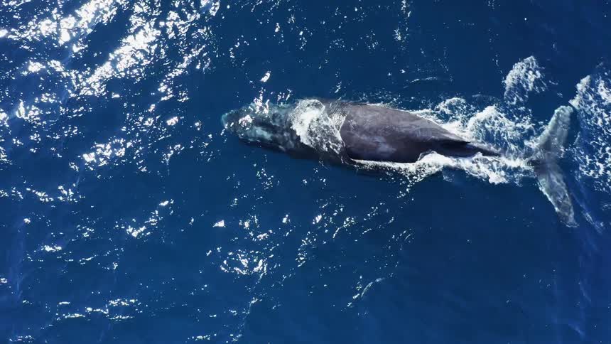 A grey whale swimming underwater in the ocean spraying water from the sprout on the top of its head