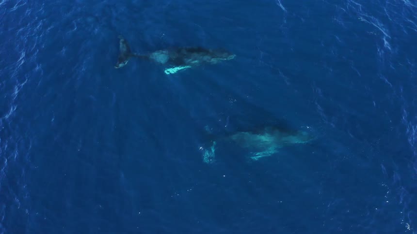 Two whales swimming side by side under water in the ocean