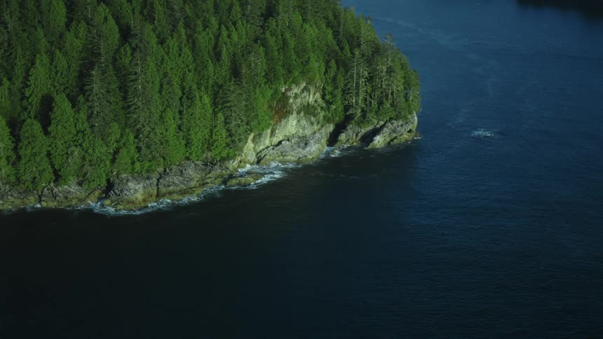 Pine tree forest on the cliff near the ocean