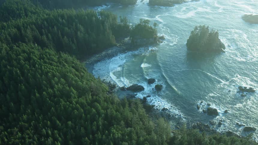 An aerial view of a forest on the coast with waves rolling to the shore