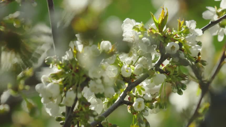 A pollinating honey bee flies from cherry blossom to cherry blossom in this golden light shot