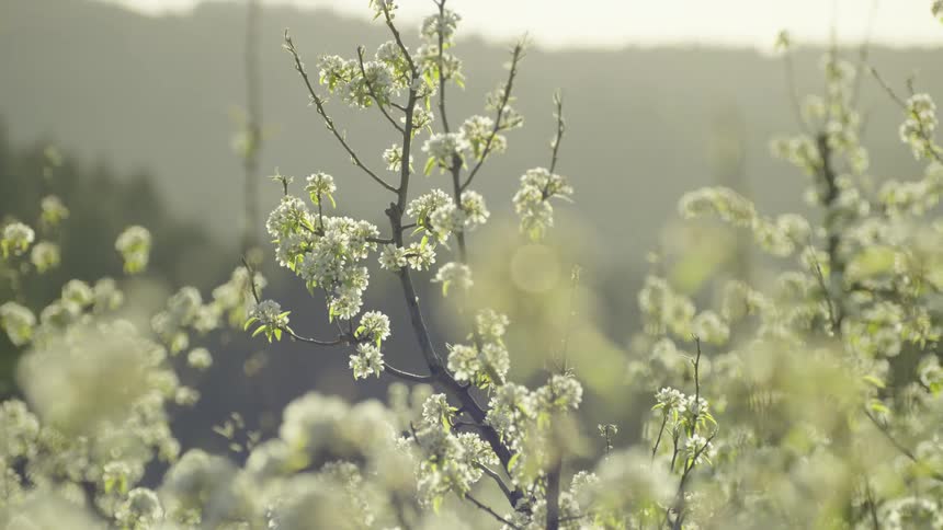 White pear flower blossoms blooming on tree branches as the camera slowly moves about showing the bucolic scene