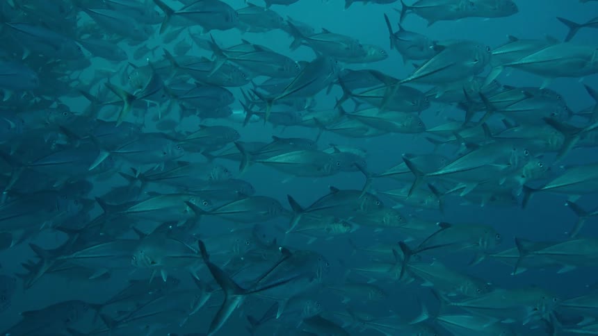A school of fish swim underwater