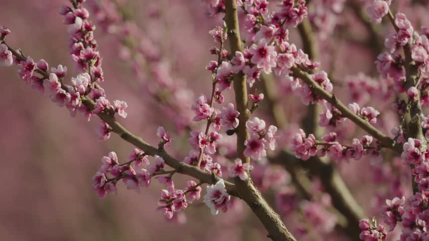 Bright pink cherry blossoms as the camera dollies past an in focus branch with thousands of blossoms in the background