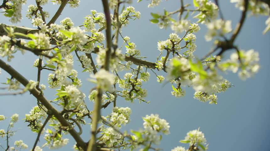 Slow zoom in rotation of a vast network of cherry blossoms as the cling to branches under a vibrant blue sky