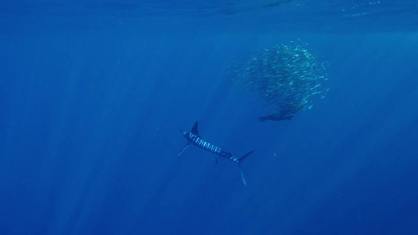 Seal swims through school of fish as larger fish swim past and rays of light penetrate from surface