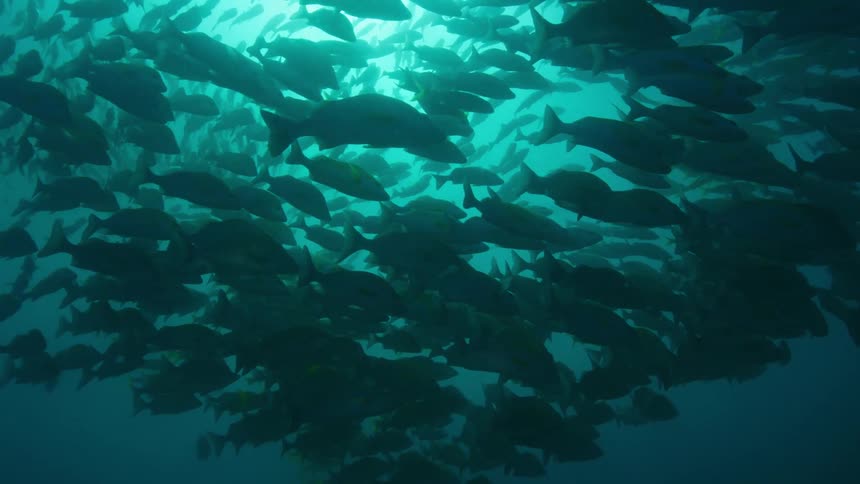 The ocean underwater with schools of fishes swimming