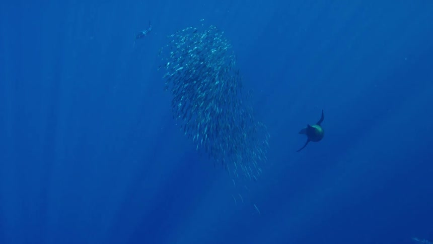 A seal swimming after a school of fish in deep blue ocean water