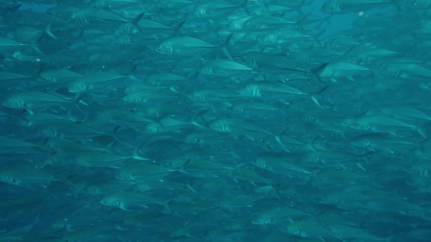 A school of fish is swimming underwater