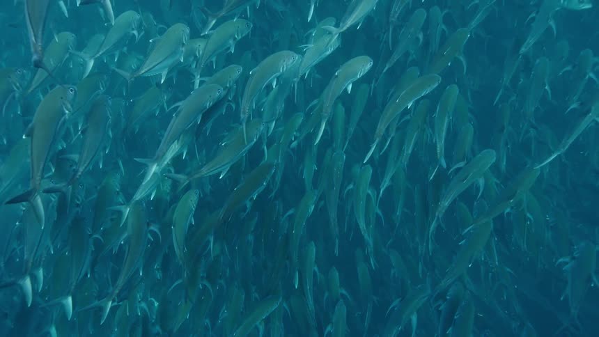A large school of fish are swimming