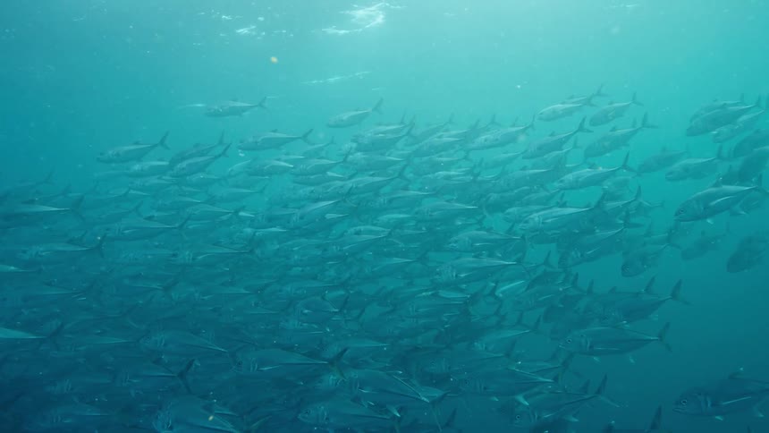 School of fish swim through translucent azure water as sun shines through surface