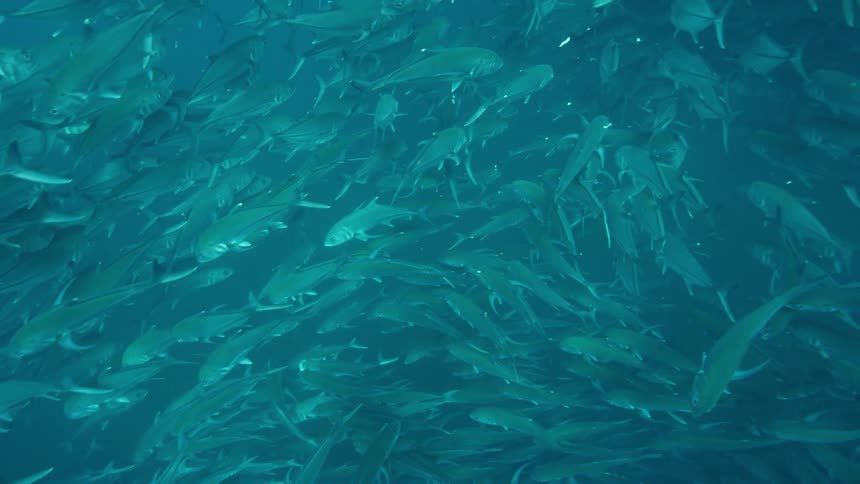 A large school of fish are swimming
