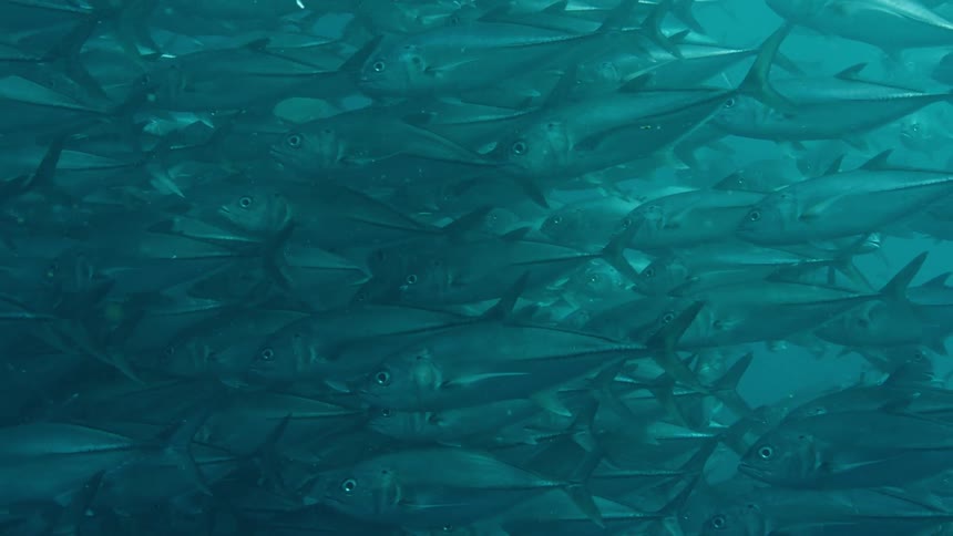 A school of fish swimming in turquoise ocean water