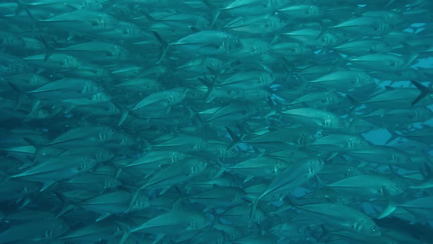 A school of fish swimming underwater in the ocean