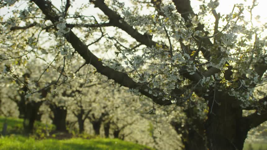 The camera slowly rotates around a manicured cherry tree in a cherry orchard at peak bloom in the spring season