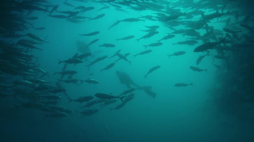 Two scuba divers are swimming underwater near a school of fish