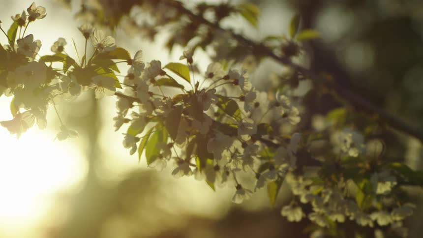 A backlit branch full of cherry blossoms, renewal and rebirth under a warm and stunning spring sun as honey bees fly from flower to flower