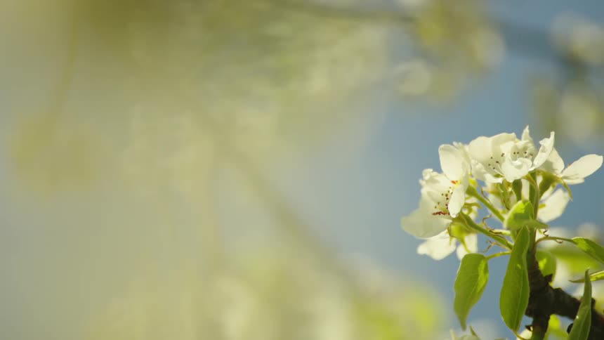 Stunning tight shot of cherry blossoms at the peak of the spring bloom in the western United States