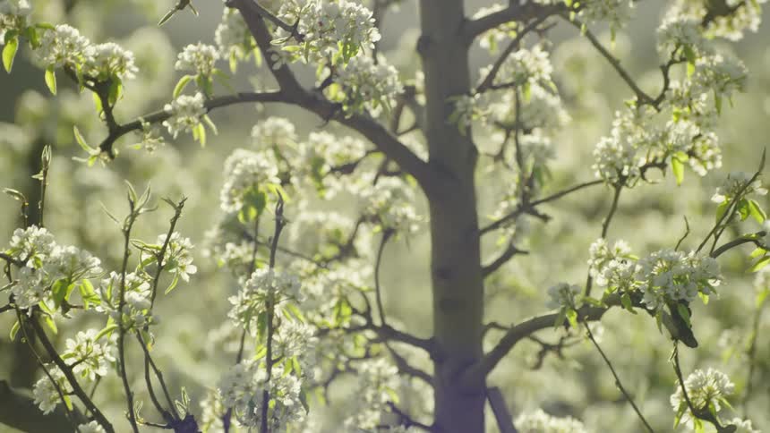 Clumps of pear flowers and bright green leaves sit on tree as the lens flares